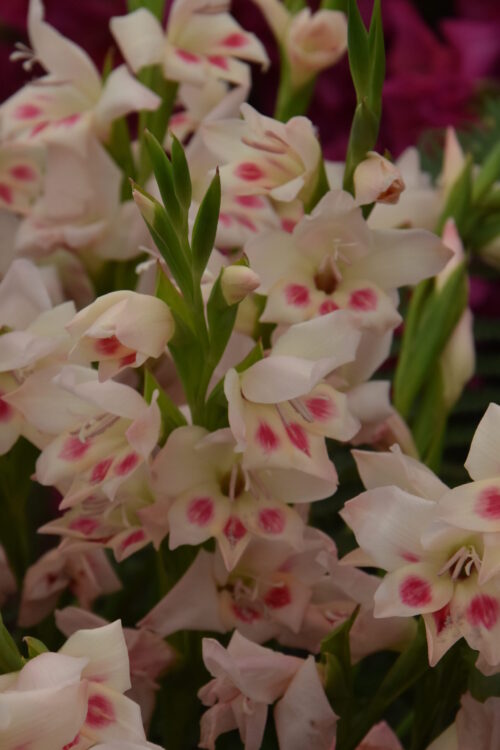Gladiolus Elvira_6954