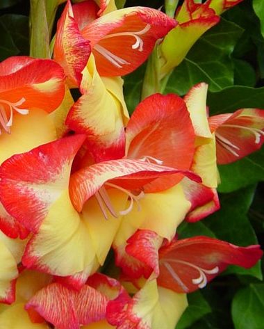 Gladiolus Las Vegas