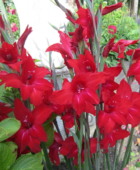 Gladiolus Red Drizzle cat