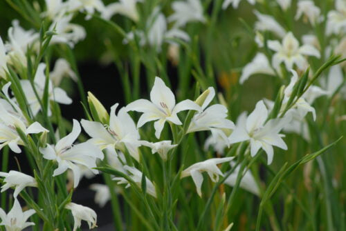 Gladiolus The Bride_0060
