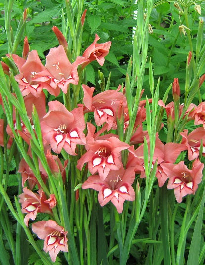 Gladiolus White Eyed Miss cat