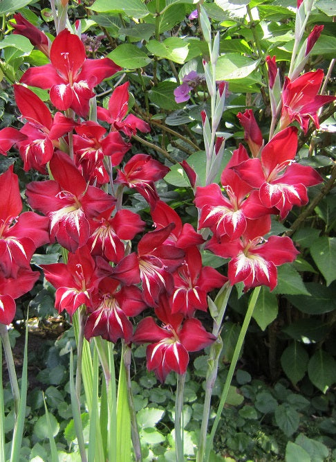 Gladiolus claudia cat