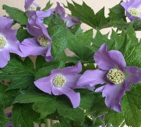 Glaucidium palmatum
