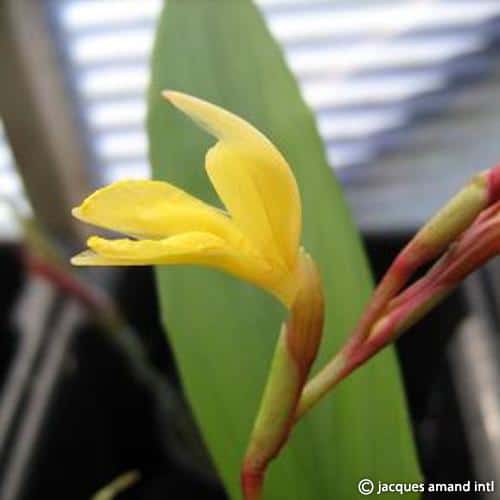 Gracilis-(syn.-Lutea)