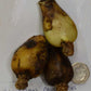 Haemanthus pauciflorus _8105