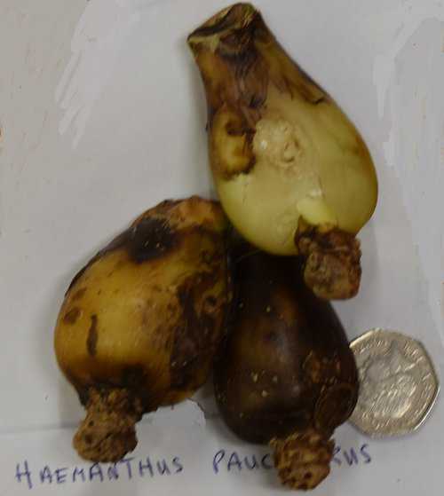 Haemanthus pauciflorus _8105