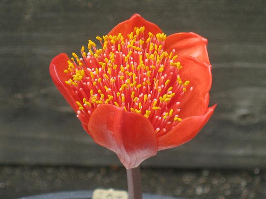 haemanthus_coccineus