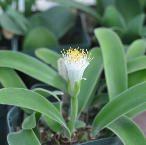 Haemanthus_pauculifolius_1075_ml