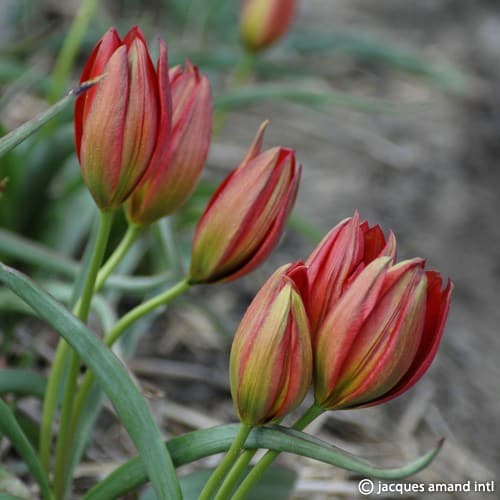 Hageri-Splendens