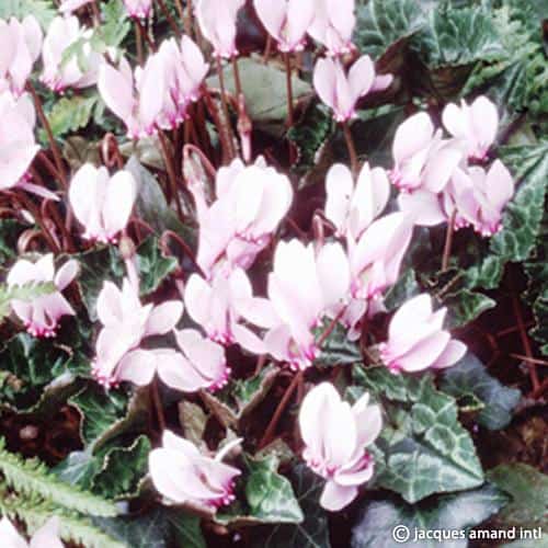 Hederifolium-AGM