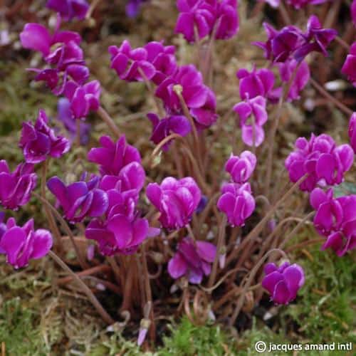Hederifolium-Red-Sky