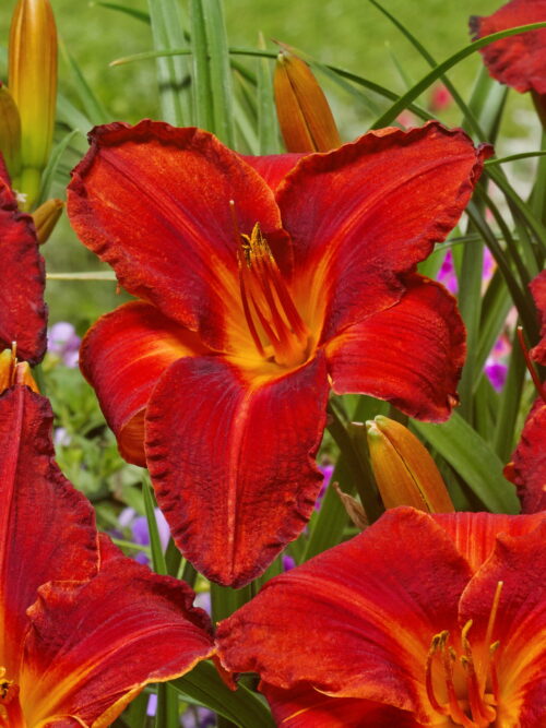 Hemerocallis Amadeus
