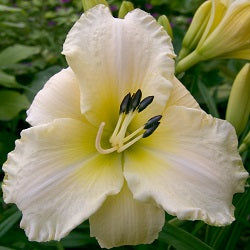 Hemerocallis Arctic Snow small