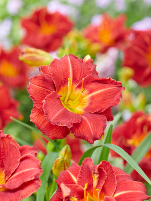 Hemerocallis Booby Ruby