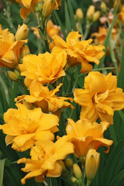 Hemerocallis Condilla
