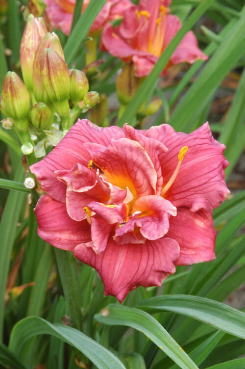 Hemerocallis Cute As Can Be