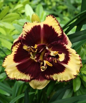 Hemerocallis Tiger Blood