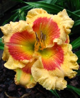 Hemerocallis X Factor