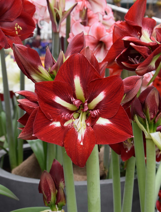 Hippeastrum Barbados