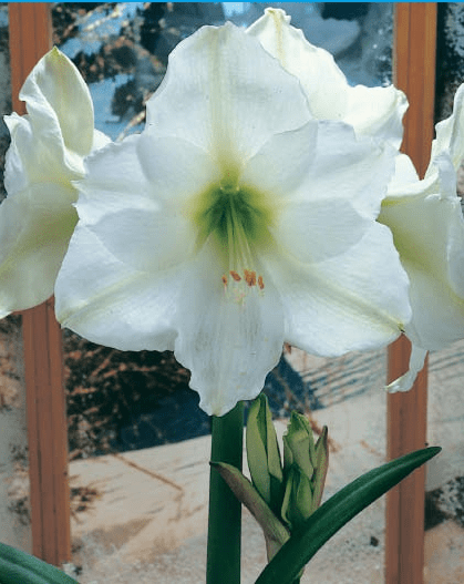 Hippeastrum Christmas Gift 2
