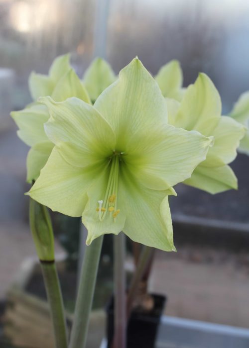 Hippeastrum Lemon and Lime_7319 (1)