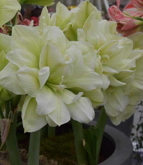 Hippeastrum Marilyn_1611