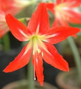 Hippeastrum gracilis