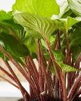 Hosta Gooseberry sundae
