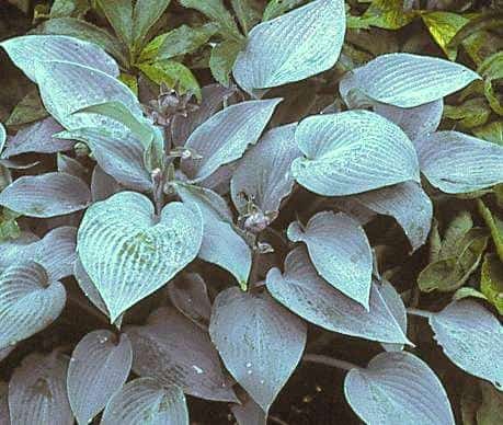 hosta-halcyon