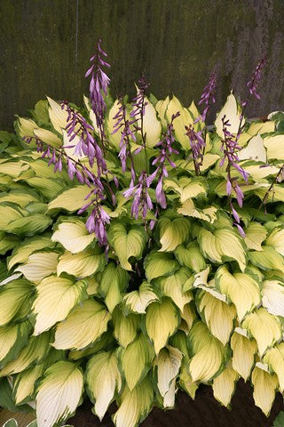 Hosta Lady Guinevere