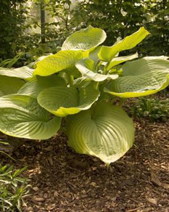 hosta-sum-and-substance