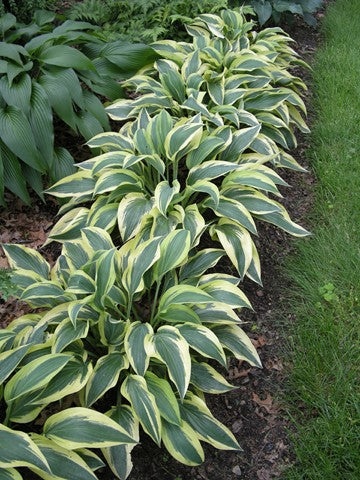 Hosta Wolverine