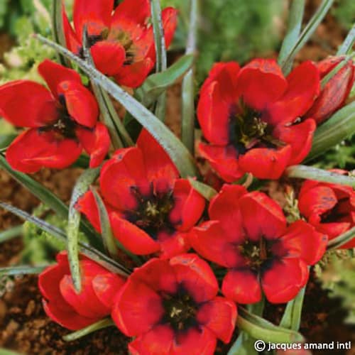 Humilis-Eastern-Spice