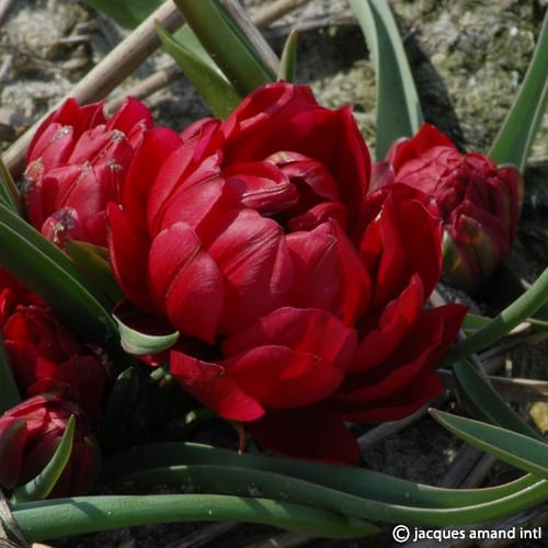 Humilis-Tete-A-Tete