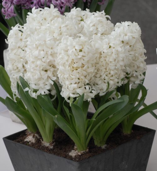 Hyacinth Aiolus_0947