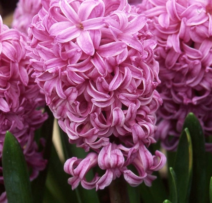 Hyacinth Anna Lisa sq