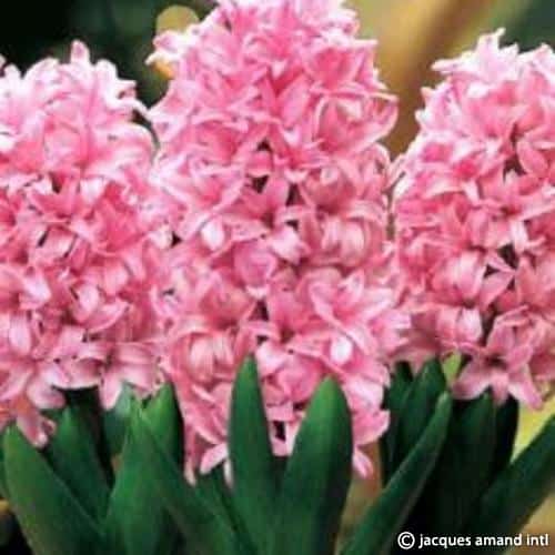 Hyacinth-Anne-Marie-AGM