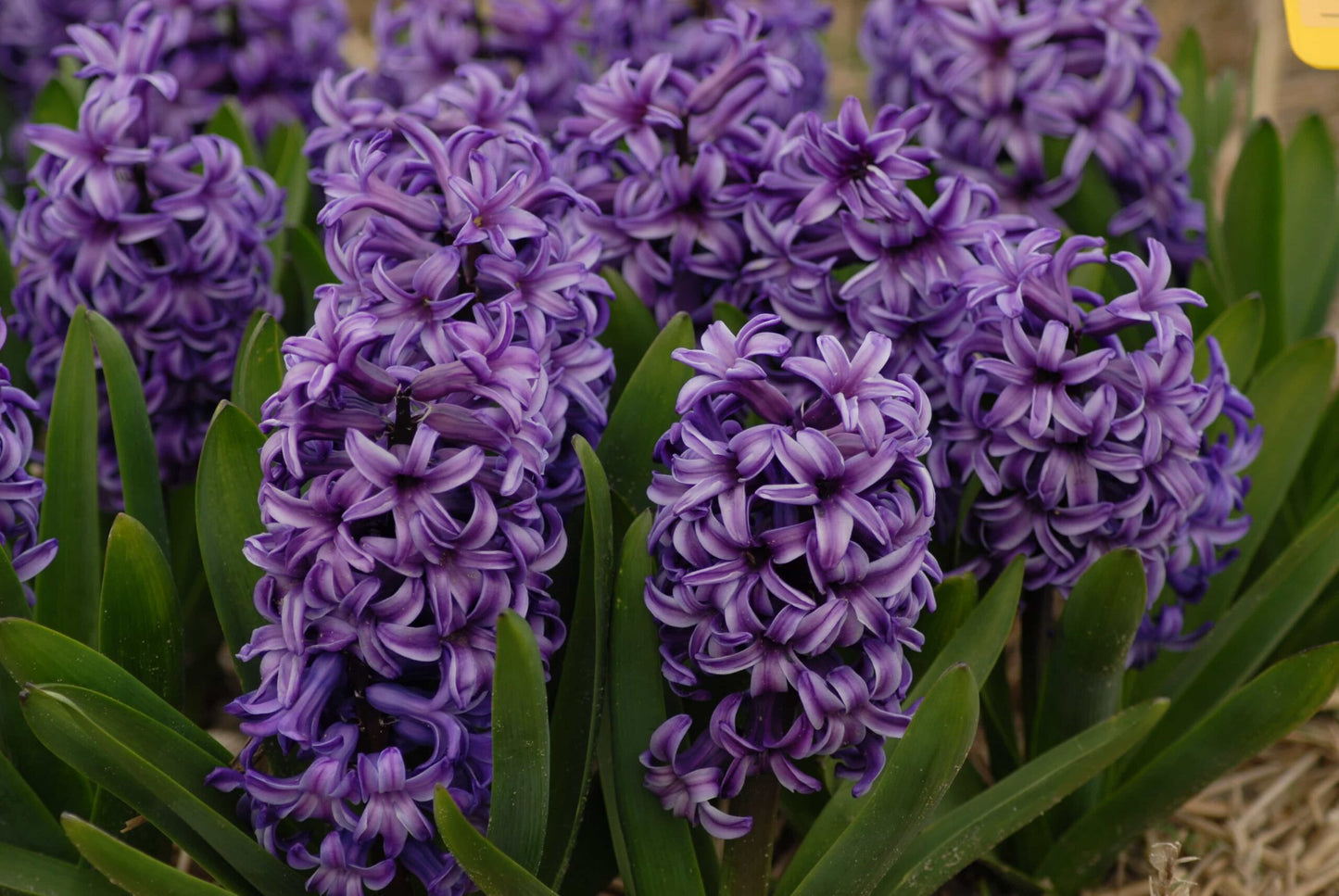 Hyacinth Atlantic