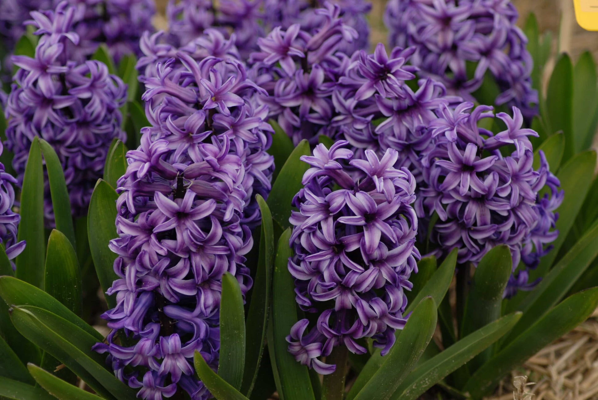 Hyacinth Atlantic
