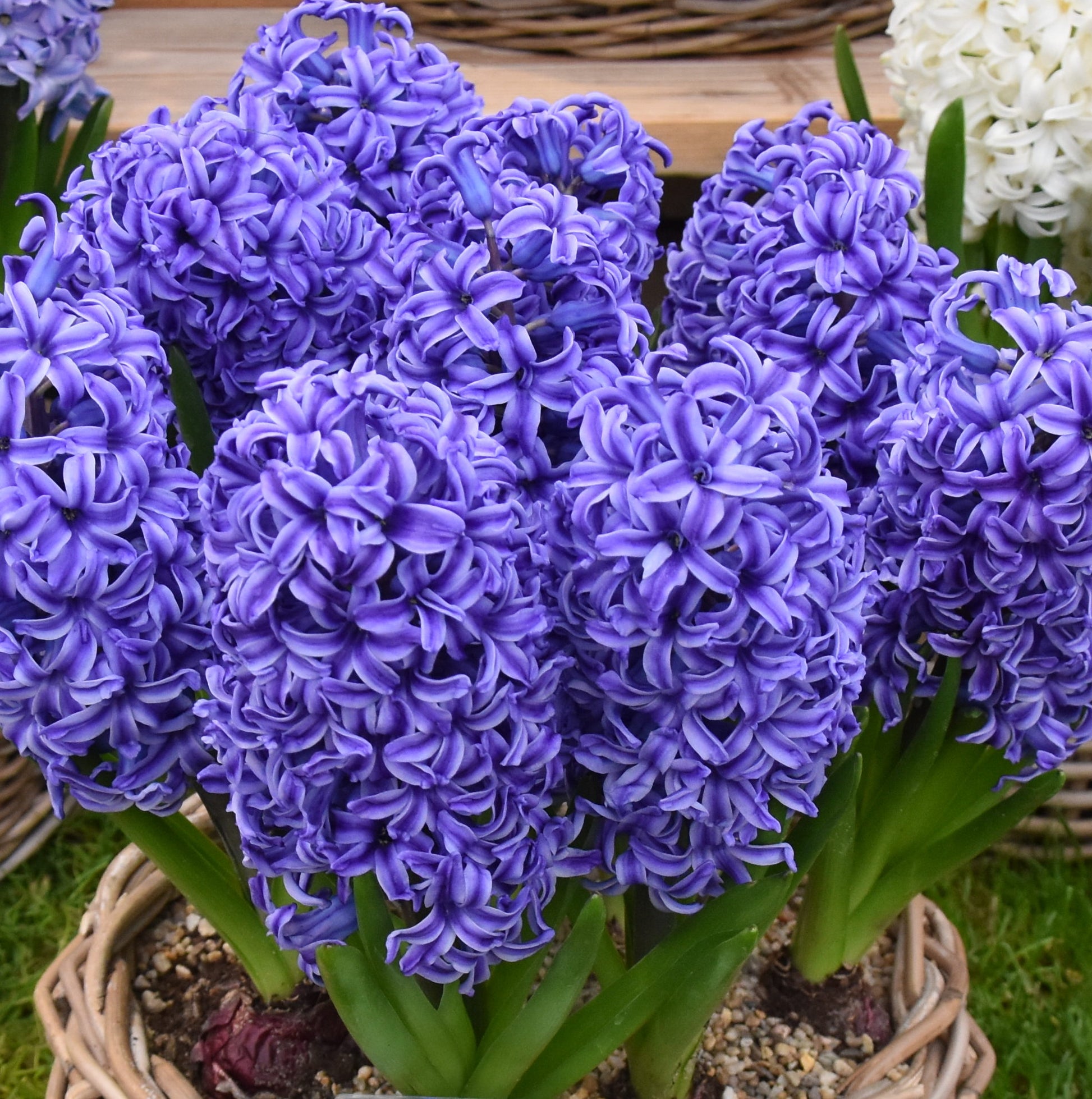 Hyacinth Blue Jacket_5222 (1)