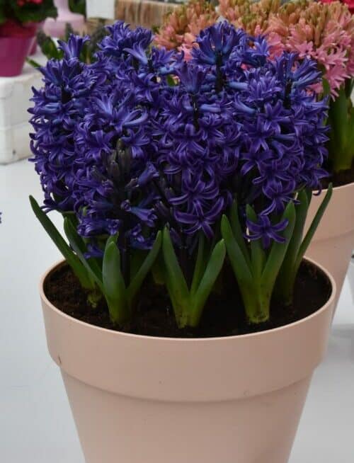 Hyacinth Blue Pearl_1556.1