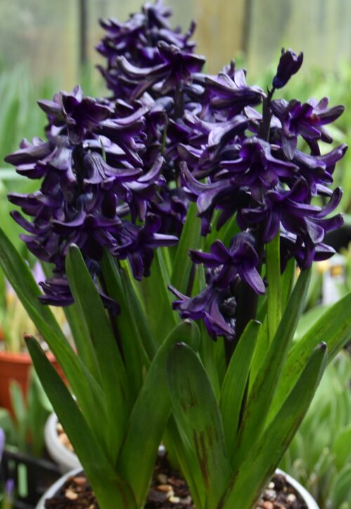 Hyacinth Dark Dimension_0028 (1)