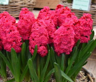 Hyacinth Hollyhock_5252