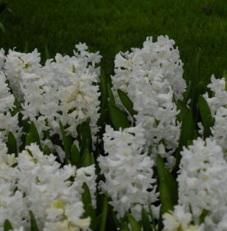 Hyacinth Madame Sophie_0976 (1)
