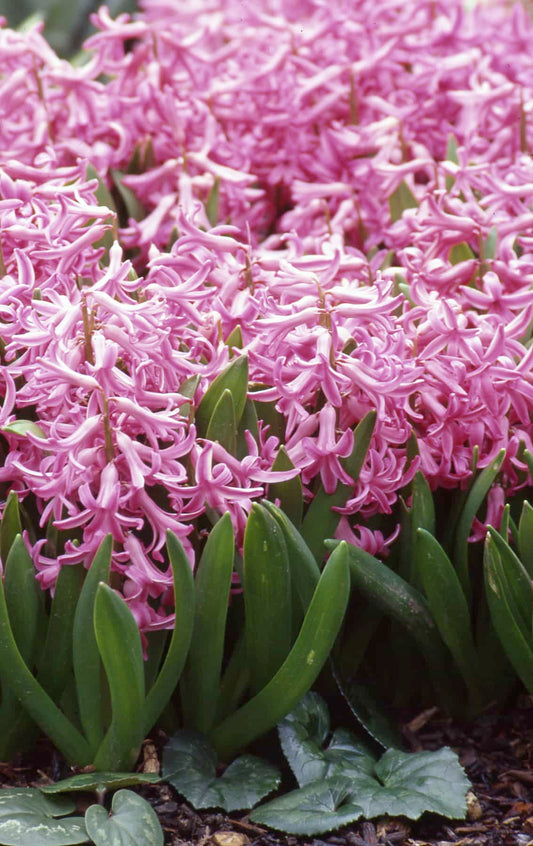 Hyacinth Multiflora Pink Pearl