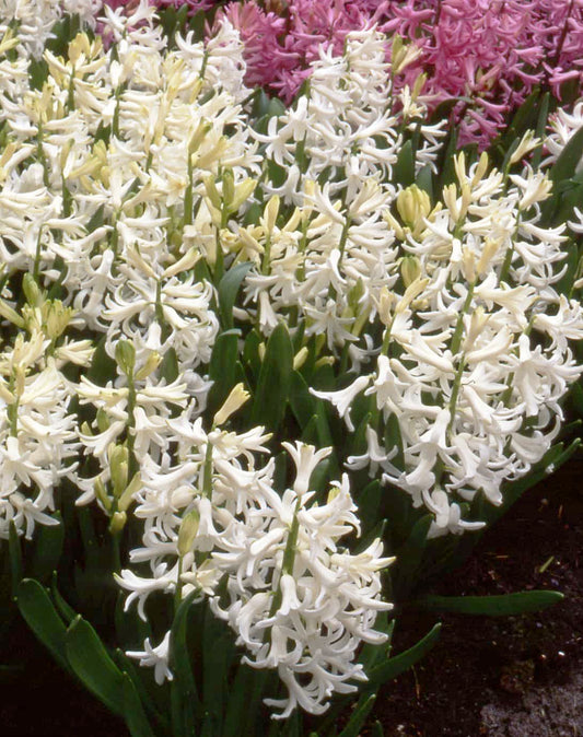 Hyacinth Multiflora White Pearl