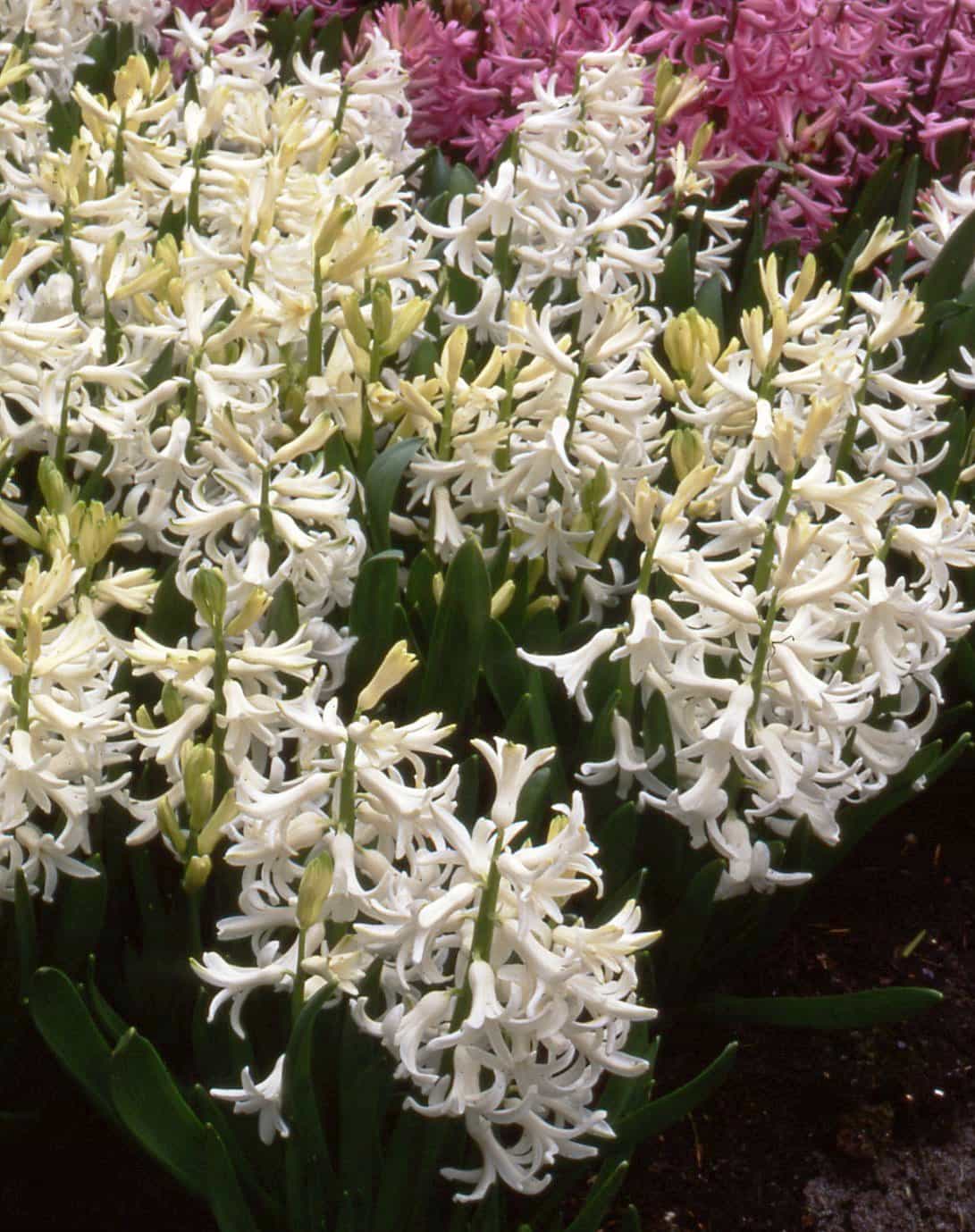 Hyacinth Multiflora White Pearl