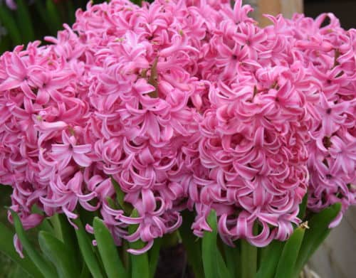 Hyacinth Pink Pearl_5248