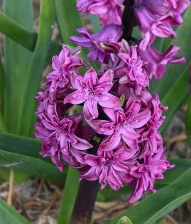 Hyacinth Purple Beauty