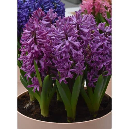 Hyacinth Purple Sensation_1546
